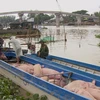 Một chiếc thuyền chở lợn nhập lậu từ Campuchia bị lực lượng chức năng bắt giữ ở An Giang, ngày 18/11. (Ảnh: Công Mạo/TTXVN)