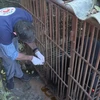 Cứu hộ một cá thể gấu ngựa tại một hộ gia đình ở huyện Mộc Châu, tỉnh Sơn La. (Nguồn: TTXVN)