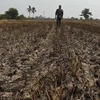 Một cánh đồng khô hạn ở Thái Lan. (Nguồn: AFP)