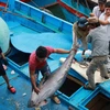 Ngư dân phân loại cá ngừ đại dương khi tàu vừa cập cảng Hòn Rớ (thành phố Nha Trang, Khánh Hòa). (Ảnh: Nguyễn Dũng/TTXVN)