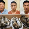 Nguyễn Hữu Huệ, Hồ Anh Tú và Phan Văn Vui bị bắt giữ cùng tang vật bảy cá thể hổ đông lạnh. (Nguồn: cand.com.vn)