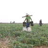 Trồng dưa hấu mùa khô mang lại nguồn thu nhập đáng kể cho các hộ nông dân. (Ảnh: Chanh Đa/TTXVN)