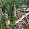 Hiện trường vụ phá rừng tại khu vực giáp ranh với lô 1, khoảnh 1, tiểu khu 617 của Khu bảo tồn thiên nhiên Ea Sô. (Ảnh: Tuấn Anh/TTXVN)