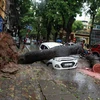 Cây đổ đè lên xe ôtô đang di chuyển tại phố Trần Thánh Tông, Hà Nội, sáng 28/7. (Ảnh: Quý Trung/TTXVN)
