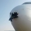 Chim trời đâm thủng đầu một máy bay. (Nguồn: Usamah Mohamed)