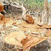 Điều tra việc trộm gỗ quý tại khu bảo tồn Nam Nung