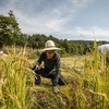 Sản lượng lúa gạo của Hàn Quốc năm 2014 đạt hơn 4 triệu tấn