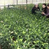 Lâm Đồng sẽ cung cấp trên 20 triệu cành hoa lyly cho Tết Ất Mùi