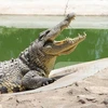 Bắt được cá sấu sổng ra hồ gần đập thủy điện Trị An