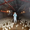Nhật Bản tiêu hủy hàng vạn con gà sau đợt bùng phát dịch cúm H5N8