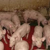 Trung Quốc sa thải 8 quan chức do vụ bê bối thịt lợn bẩn