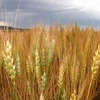 Ai Cập mua 290.000 tấn lúa mỳ của Mỹ để đảm bảo nguồn cung