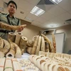 Trung Quốc cấm nhập khẩu sản phẩm làm bằng ngà voi 