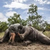 Nam Phi cảnh báo nạn săn trộm tê giác vẫn tiếp tục gia tăng