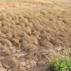 LHQ cảnh báo khủng hoảng lương thực tại Vành đai khô hạn Trung Mỹ