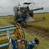 Các nhà xuất khẩu gạo Thái Lan ủng hộ lệnh cấm 3 hóa chất độc hại