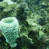 Bệnh lạ đe dọa hủy diệt rạn san hô ở vùng biển Caribe