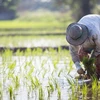 Trung Quốc giảm lượng khí thải gây hiệu ứng nhà kính từ sản xuất gạo