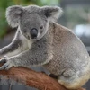Australia mở chiến dịch quyên góp cứu gấu túi bị thương do cháy rừng