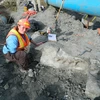 Liên tiếp phát hiện hóa thạch khủng long ở Canada