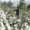 Lào Cai mở rộng diện tích rau xanh sau mưa tuyết