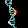 Đột biến gen là nguyên nhân gây ra tâm thần phân liệt. (Nguồn: bionews-tx.com)