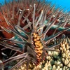Diệt sao biển bằng phương pháp mới để bảo vệ san hô