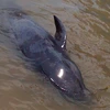 Quảng Bình: Đưa con cá voi nặng 1,5 tạ trở về biển khơi