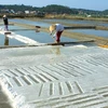 Thời tiết thuận lợi, diêm dân Quảng Nam được mùa muối