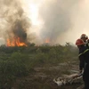 Thừa Thiên-Huế: Cháy khoảng 10ha rừng tại vùng cát Quảng Điền