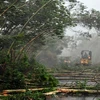 Trung Quốc tiếp tục báo động cao nhất đối với bão Rammasun 