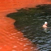 Thủy triều đỏ - "nỗi ám ảnh" của mùa du lịch biển Florida