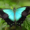 [Photo] Những chú bướm đầy màu sắc ở công viên Gita Persada