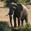 Báo động nạn săn bắn voi châu Phi vượt giới hạn đỏ