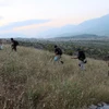 Cảnh sát Albania phá hủy hàng chục nghìn cây gai dầu 
