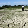 Quảng Ngãi: Hạn hán nặng, người dân phải mua nước cứu lúa