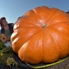 Một người Đức trồng được quả bí ngô khổng lồ nặng 260kg