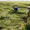 Lập Liên minh Nông nghiệp toàn cầu ứng phó biến đổi khí hậu