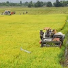 Các tỉnh phía Nam gieo sạ gần 180.000ha lúa Đông Xuân 