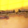 Cá thòi lòi kho tiêu - món ngon đặc sản vùng đất mũi Cà Mau