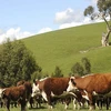 Mở rộng giết mổ, cung cấp thịt bò tươi Australia tại Việt Nam
