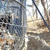 Hàn Quốc cấm đi lại, vận chuyển đối với các trại chăn nuôi