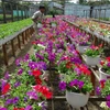 Làng hoa Thừa Thiên-Huế tăng diện tích trồng cho vụ Tết
