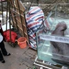 Quan chức Trung Quốc bị chỉ trích vì ăn thịt kỳ nhông trong bữa tiệc
