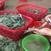 Hà Nội: Phát hiện cơ sở bơm tạp chất vào tôm chết để tăng trọng