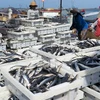 Cả nước đánh bắt gần 1,3 triệu tấn vụ cá Bắc năm 2014-2015