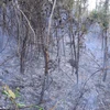 Cháy lớn tại Quảng Ninh gây thiệt hại rất nhiều hécta rừng