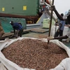 Indonesia kêu gọi giảm thuế nhập khẩu cacao vào châu Âu