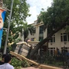 Tổ chức khắc phục hậu quả sự cố cây cổ thụ đổ, đè vào tòa nhà Viện Kiểm nghiệm thuốc Trung ương (Bộ Y tế). (Ảnh: Hải Anh/TTXVN) 