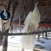 Những chú công ngũ sắc tại Vườn chim Việt. (Nguồn: Báo ảnh Việt Nam/Vietnam+)